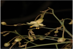 Harpullia arborea
